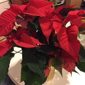 Meet your Posher, Lalyn